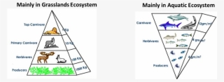 Pyramid Of Biomass - Trophic Level Are Humans #8184953