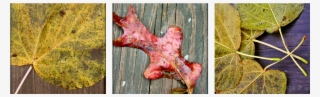Maple Leaf #8185649