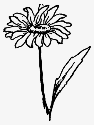 Drawn Wildflower Daisy Flower - Chrysanths #8186440 Drawn Wildflower Daisy Flower - Chrysanths #8186440