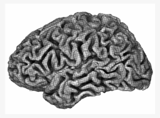 Brain Coral #8187120