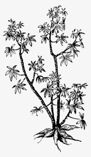 All Photo Png Clipart - Cassava Plant Clip Art #8191448
