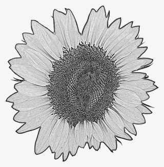 Sun - วาด ภาพ ดอก ทานตะวัน #8193075