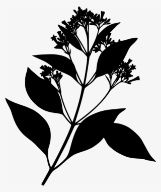 Download Png - Cinchona Bark #8194030
