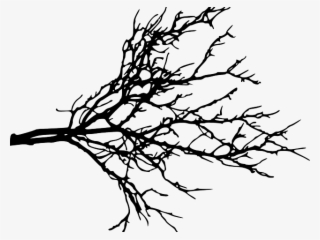 Pine Tree Branch Png Download - X Mas Tree Branch - Free Transparent ...