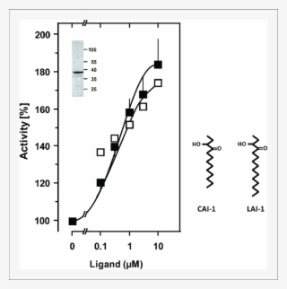 Stimulation Of The Chimera Cqss 1 181 Rv1625c 218 443 - Diagram #8195560