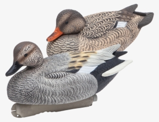 Floating Gadwall Duck Hunting Decoys From Final Approach - Gadwall #8196005