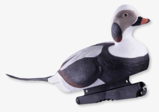 Home / Decoys / Duck Hunting Decoys - Long Tailed Duck Decoys #8196092