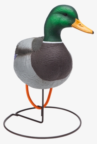 Oversized Field Mallard Drake Active Duck Hunting Decoy - Mallard #8196260