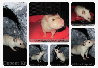 Nicerats Ceviche Født - Rat #8196415 Nicerats Ceviche Født - Rat #8196415