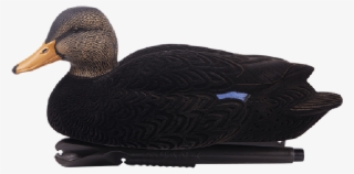 Norton Secured - Avian X Black Ducks #8196624