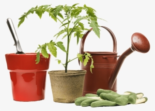 One Of The Most Important Aspects One Should Take Extra - Tomato Plant In A Tiny Pot #8197248