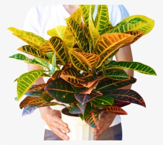 Croton Petra 'joseph's Coat' Plant - Anthurium #8197318