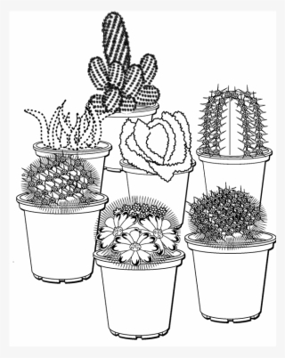 Find Assorted Cacti At Bunnings Warehouse Visit - Gambaran Sketsa Pot Bunga #8197458