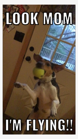 My Dog Has Been Jumping All Morning She Must Be Happy - Cockatiel #8197584