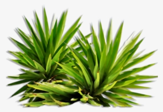 Bush Clipart Yucca - Png Plants #8197646