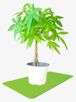Flowerpot #8197713