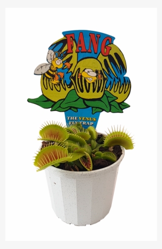 70mm Venus Flytrap - Bunnings Fly Trap Plant #8197746