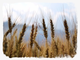 Wheat Field Png #8197987
