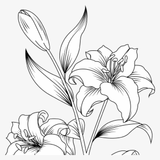 Stargazer Lily #8198565