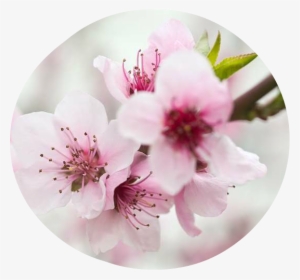 Spring Blossoms Flowers Branch Photo Editor - Fotomurales Flor De Cerezo #820710