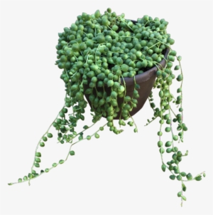 String-of-pearls #821014