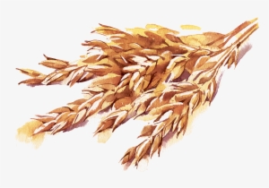 2lb Oat - Dizao Organics Avena 4.25 Gr. #821075