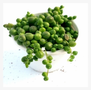 String Of Pearls Houseplant Succulent - Succulent Plant #821284