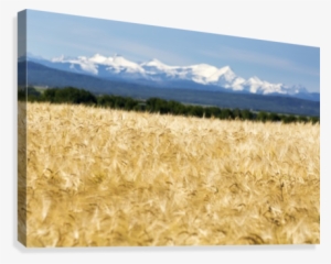 Golden With A Row #821494