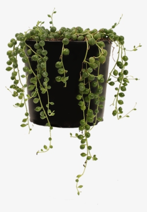 String Of Pearls - String-of-pearls #821767