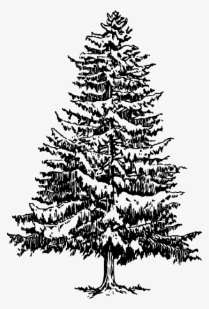 How To Draw A Christmas Tree - Pine Tree Black And White #824093