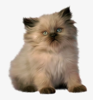 Tube Chat - Ragdoll Cat Clipart #824262
