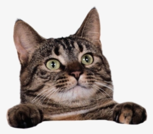 Related Wallpapers - Tete Chat Png #824439