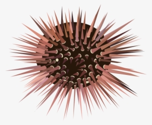 Sea Urchin Clipart Png #825190