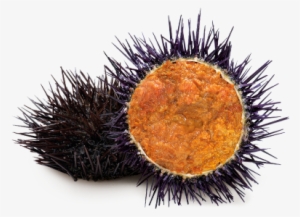 Sea Urchin - Erizo De Mar Png #825234