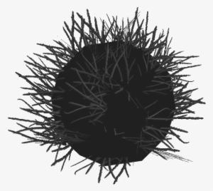 Diadem Sea Urchin - Equinodermos Erizo De Mar #825407