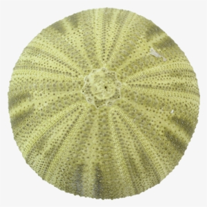 Sea Urchin Green Png #825429