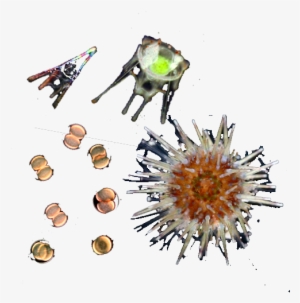 Sea Urchin - Metamorfosis Erizo De Mar #825478