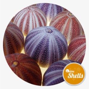 Sea Urchin Cornish Carnival 10-12cm - Seashell #825555