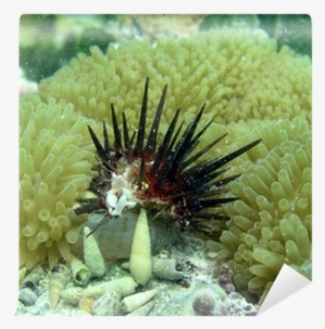 Marine Biology #825574