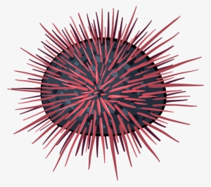 At Getdrawings Com Free For Personal Use - Transparent Sea Urchin Icon #825596