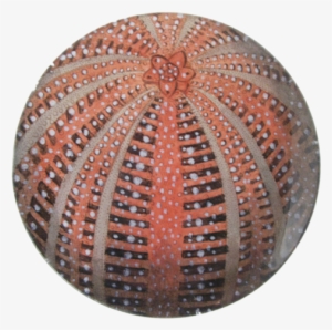 Red Sea Urchin #825619