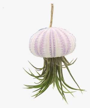Hanging Pink Sea Urchin Jellyfish With Live Tillandsia #825642