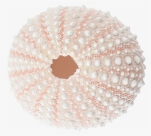 Sea Urchin Pink 1 2" - Bead #825827
