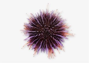Purple Urchin - Sketch #825868