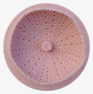 Sea Urchin - Circle #825941