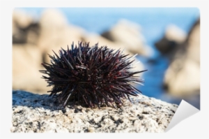 Sea Urchin #825986