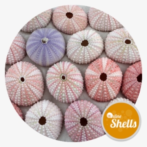 Sea Urchin Pink - Sea Urchin #826056