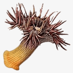 Transparent Background Sea Anemone #826091