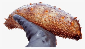 Sea Cucumbers - Food #826146