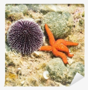 Sea Urchin And Starfish On The Sea Bed Wall Mural • - Estrellas De Mar Y Erizos #826188